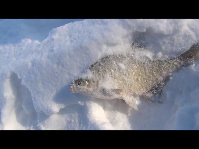 "КОМБАЙНЫ" И МОРМЫШКА ЛЕЩ И ОКУНЬ.
