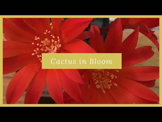 Cactus in Bloom - Is this a Rebutia?