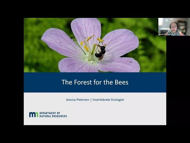 Petersen: The Forest for the Bees