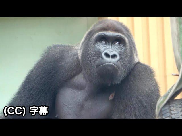 Cautious about letting Gentaro & Kiyomasa stand on their own.Gorilla｜Momotaro family | Shabani troop