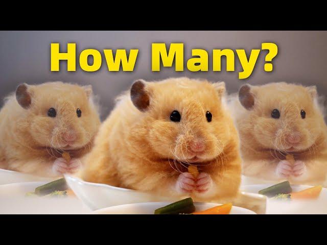 How Many Hamsters Do I Actually Have?