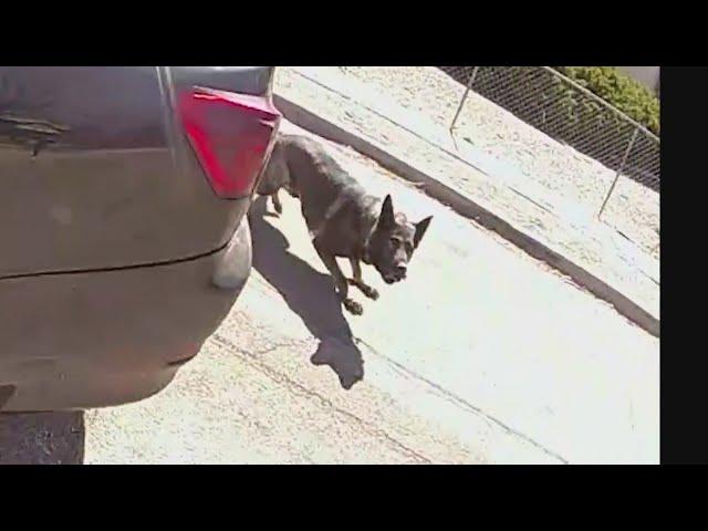 Body camera video shows deadly police shooting in Santa Fe, K-9 attack on officer