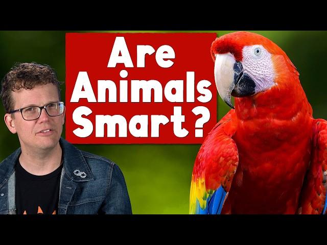 What Makes An Animal Smart?