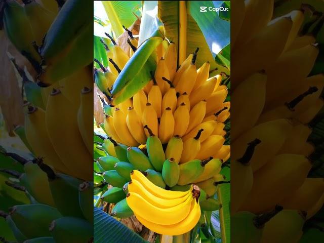 banana #sweet #yummyfruits #trend