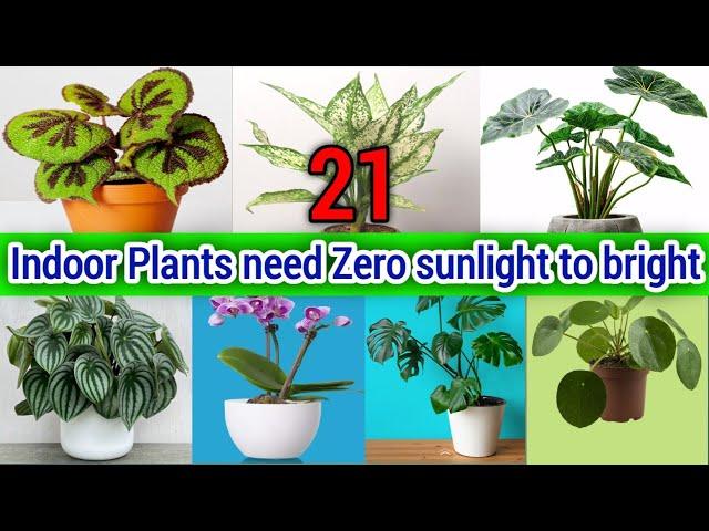 21 Indoor Plants need Zero sunlight to bright | Top 21 Low Maintenance Indoor Plants | Oxygen Plants