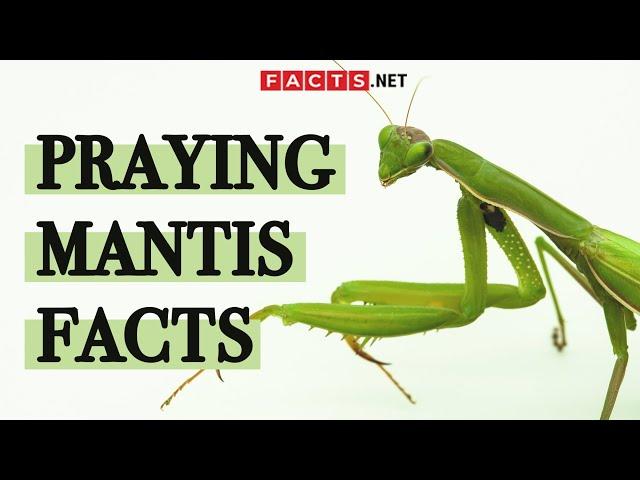 Surprising Praying Mantis Facts You Probably Didn't Know!