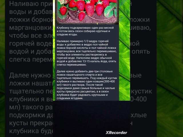 Подкормка Клубники