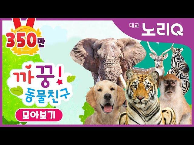 까꿍! 동물친구ㅣ자연관찰ㅣ모아보기ㅣBabies&KidsㅣPikaboo! Animal friendsㅣDaekyo noriQ l 대교 노리Q