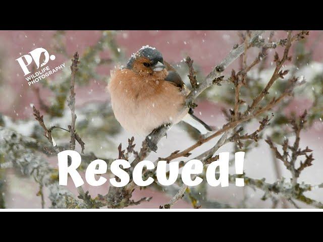 Rescue the Chaffinch!  Wildlife Photography