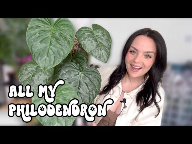 My ENTIRE Philodendron Collection 🪴 Explore all the Philodendron in my houseplant collection! 