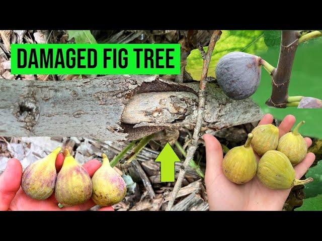 Damaged Fig Tree: How it's Affecting Vigor & Production