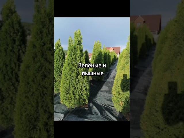 Предлагаем шикарно- изумрудные, стройные и одновременно пышные ТУИ Смарагд!!