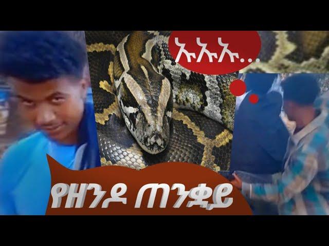 እጅግ አስፈሪና ፕራንክ description ላይ ባለው link ያግኙ#tiktok#ethiopia #comedy #funny#donkey #wholeness #prank