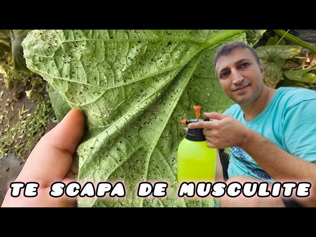 Ai știut ca aceste uleiuri te scapa de musculita neagra trips afide și altele ?