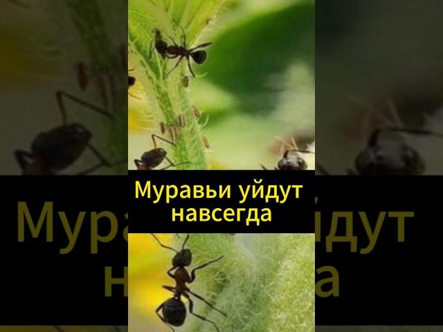 ПРИМАНКА ОТ МУРАВЬЕВ! Простое средство из 2 ингредиентов  #огород #сад #вредители #дача #рецепт