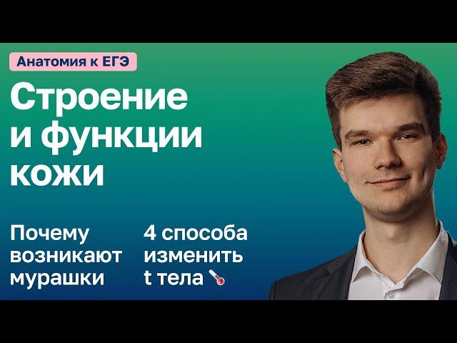 6.46. Строение кожи | Анатомия к ЕГЭ | Георгий Мишуровский