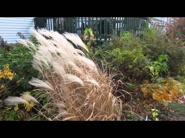 Miscanthus purpurascens in fall