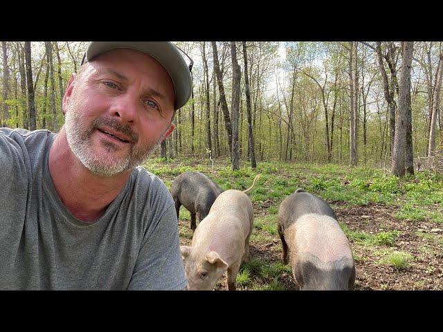 Raising pigs on less than 2 acres