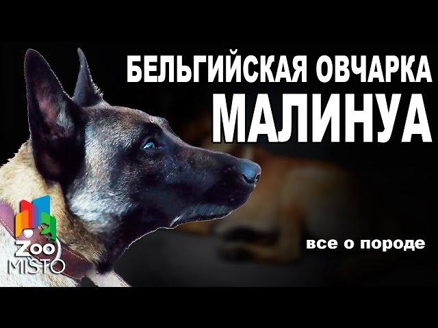 Бельгийская овчарка Малинуа  - Все о породе собаки | Собака породы - Бельгийская овчарка Малинуа