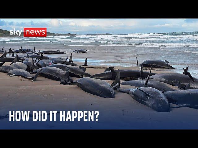 More than 150 false killer whales stranded on remote beach in Tasmania