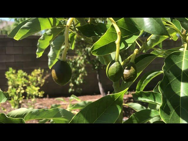 Surprised at the Sir Prize avocado tree’s fruit set. Gotta love this variety