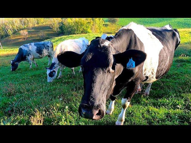 Milking Cows In The Fall On A Small Wisconsin Dairy Farm!