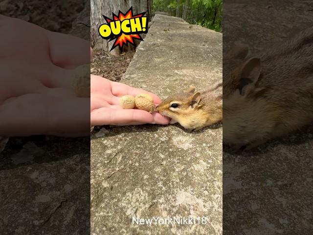 Chipmunk Love Bite #explore #shorts #reels #animals #pets #wildlife