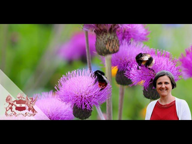 How to Bee-Friendly: The Best Plants for Bees and Other Pollinators | Natasha de Vere