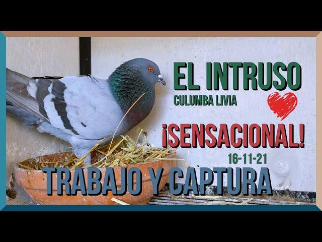 ¿Hablar o demostrar?...️ "El Intruso" Columba Livia, Zurito, Cerril, Campero... ¿Se puede igualar?