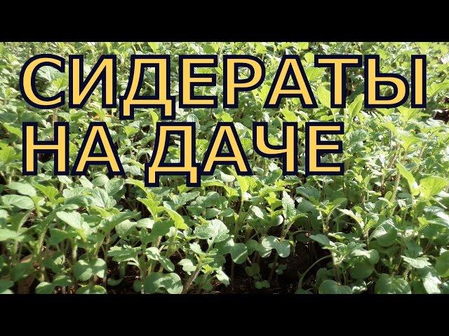 СИДЕРАТЫ на даче: как ПОСЕЯТЬ и СОБРАТЬ СЕМЕНА