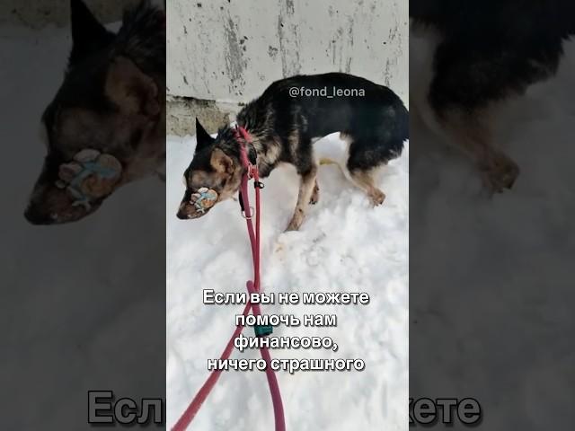 Если не можете помочь финансово, то ничего страшного ️