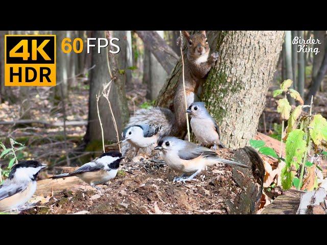 Cat TV for Cats to Watch  Busy Birds and Squirrels in the Woods  4K HDR 60FPS