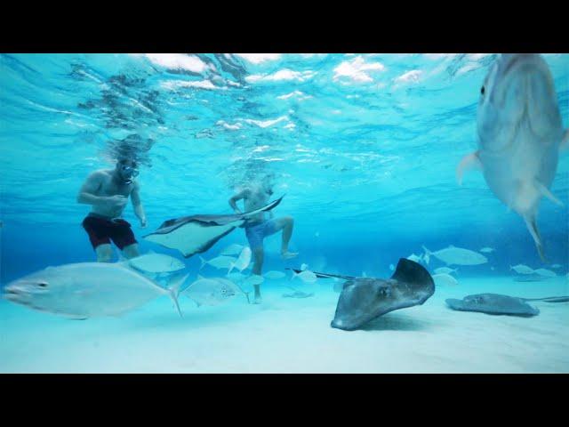 STINGRAY CITY | CAYMAN ISLANDS' MOST POPULAR ATTRACTION