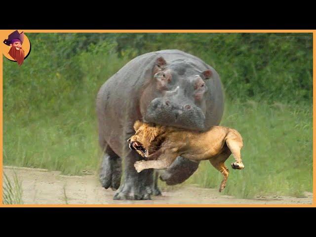 15 Animal Battles Ever Filmed