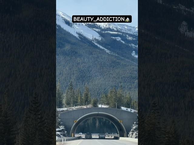 ALLBEAUTY_ADDICTION#travel #views #mountains #ytshorts #shorts #canadatravel #nature #travelideas