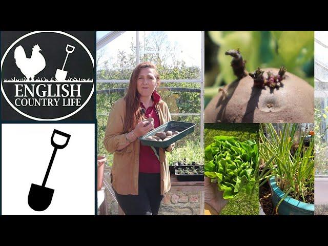 Beginners Guide to Growing Food: 3 Easy Vegetables