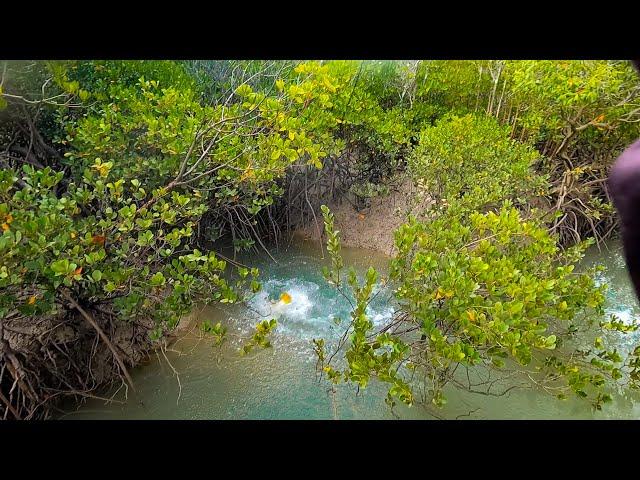 Tiny Creek Full Of Fish!!