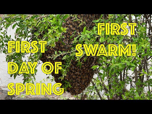 First Day of Spring, First Swarm of the Season - Honey Bees relocated from a branch in Texas