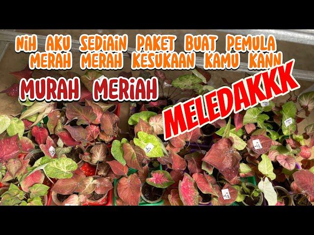 PAKET BUAT PEMULA || YO BELAJAR MENANAM KELADI