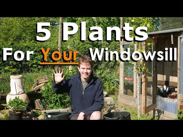 Top 5 Plants To Grow On YOUR Windowsill | Small Space Gardening