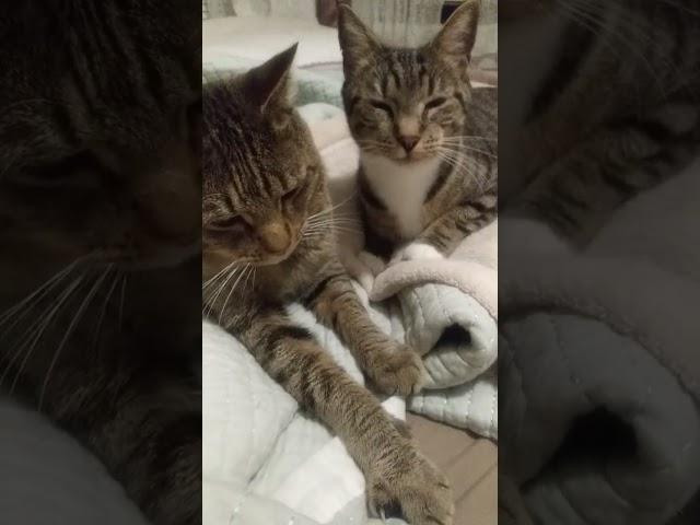 Boy Cat Is Ignoring Girl Cat #lol #cute #cat #video #funny #home #cats #youtube #pets #shorts