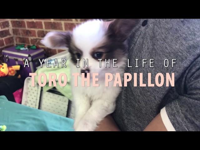 THE CUTEST PAPILLON PUPPY - A year in the life of Toro!