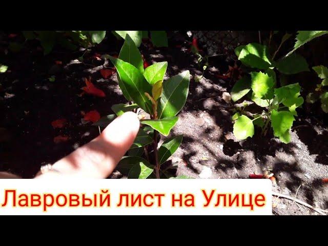 Лавровый Лист  Растет на улице. Ответы на Вопросы