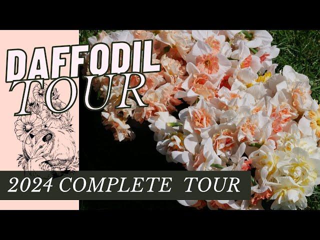 THE ULTIMATE DAFFODIL TOUR -- 2024 BACKYARD FLOWER FARM