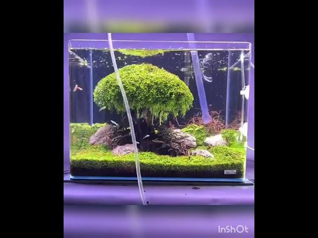 Beautiful Mini Planted Aquarium Water Change and Trimming