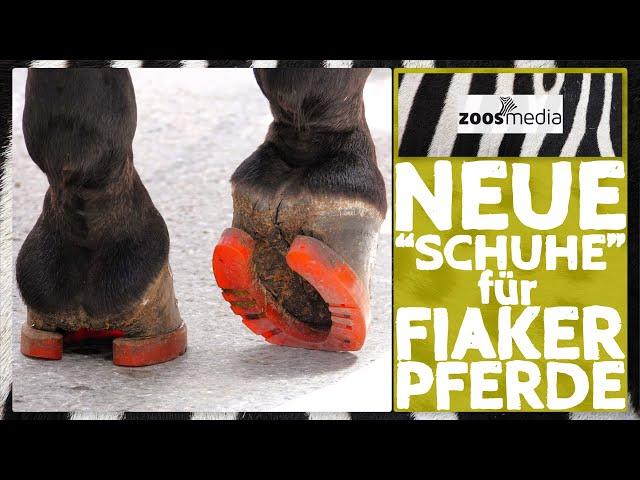 Fiaker Paul: Plastic HORSESHOES for fiacre horses in Vienna  | zoos.media