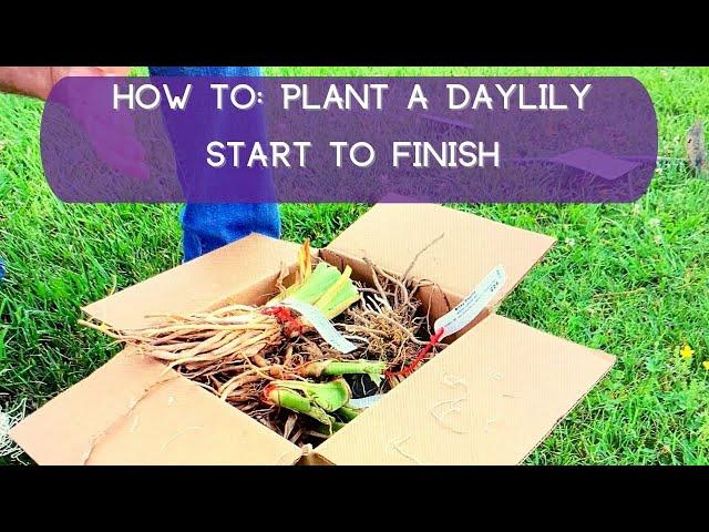 How To Plant A Daylily—Start to Finish | Oakes Daylilies