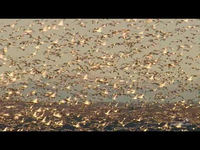 The Annual Snow Goose Migration at Point Au Roche in Plattsburgh NY