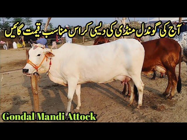 Low Prices Different MilkingCows Latest Prices on Gondal Mandi!Chachh ke Rang Channel!#cow#farming