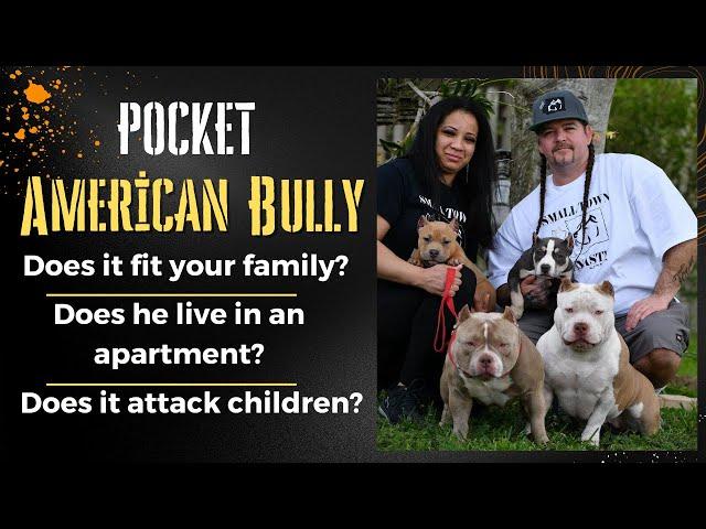 Pocket American Bully: The Ideal Family Dog?